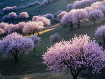 數(shù)九待春歸，亞歐果仁香